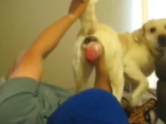 Dogs animal xxx