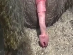 Girls animal sex