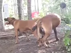 Zoo Porn Videos - Best Animal Sex Clips HD