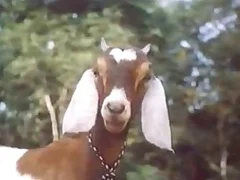 Zoo Zoo Sex Porn