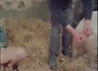 Dark-haired slut is getting fucked by a pig