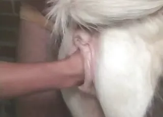 zoophile slut is sucking a stallion dick