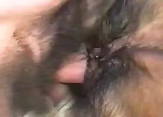 djursex som knullar hund i missionärspose
