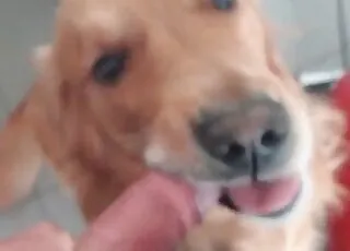 Hundens stora kuk suger i en het zoovideo