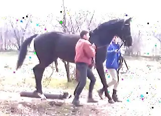 Two horses are giving each other a very passionate blowjob