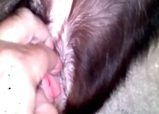 zoo sex with a dog in the missionary pose