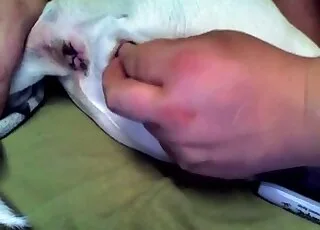 doggy gets its butt pleasured in a hot vid