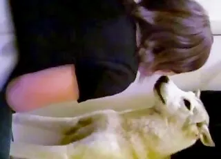 bestiality porn with a horny dog that loves fucking pussy