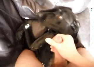 djursex video - hund knullar en hårig kvinna