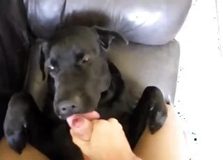 zoo porno film z psem