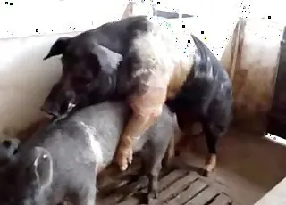 Two pigs are having a good fuck in the barn