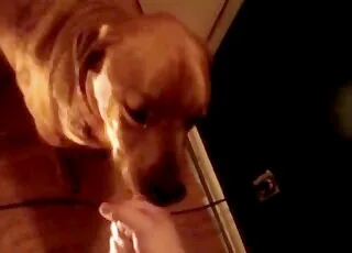 tränad hund sväljer en enorm kumming i nätklipp