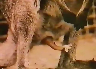 Kangaroos are fucking on camera in this hot zoo vid