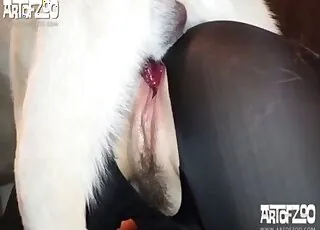 mask-wearing blonde fucking a dog in zoo porn