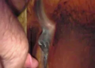kijk hoe een paard haar kut in close-up verwoest