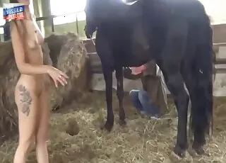 djursex suger en stor hästpenis i en het video