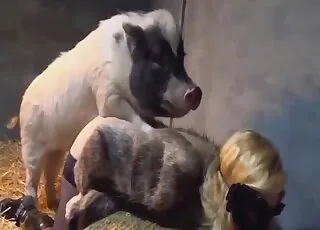Pig gets a closeup blowjob from a beauty in stockings