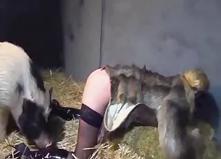 zoo porn with a pig and a slutty zoophile
