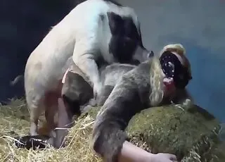 zoo porn with a pig and a slutty zoophile