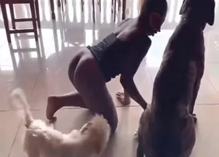 utomhuszoo med en kvinna som knullar en hund