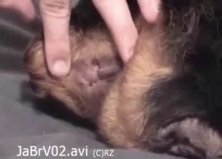 猛男猛操一只性感罗威纳犬的屁股