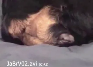 zoo porno z psami i wielkim kutem