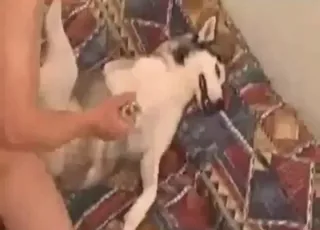 husky wpycha ogromny kutas w ciasną cipę