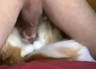 Heta scener med hundporr och sexig blondin