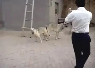 德国牧羊犬在户外疯狂兽交