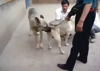 German shepherd in the nastiest bestiality porn ever