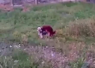 狗鸡巴卡在动物屁股里
