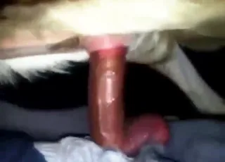beastiality porn with a dog