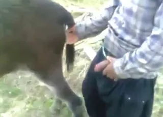 gorący seks ze zwierzętami zasysa wielki penis osła
