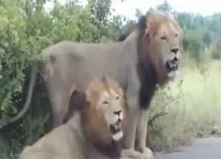 gay lion fucking another lion in the wild