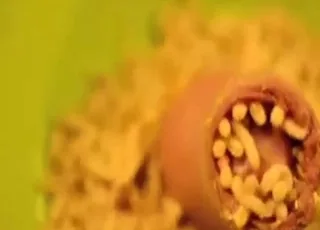 蛆虫爬满硬挺的狗屌