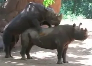 Two black rhinos are fucking in the wild