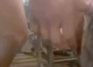 gorący seks zwierzęcy z wieprzem