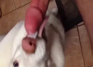 Husky slickar en het djursex i ett djursexvideo