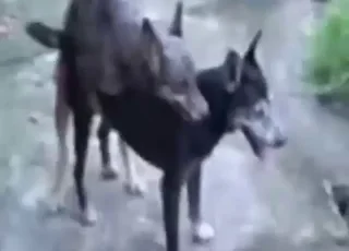 hardcore hondensex met twee naakte dieren