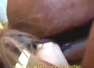 بہت ہی ہوسا زو فیلس ایک گھوڑے کو گھسیٹ کر چوڑا رہا ہے