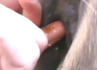شہوانیت میں ڈیلڈو ڈالنے والی عورت