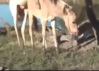 Hård zoo sex med häst och åsna i en scener