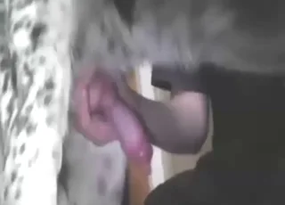 Pies z wielkim kutem w scenie seks ze zwierzętamiskiej