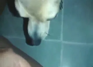 pov bestiality with a tiny animal