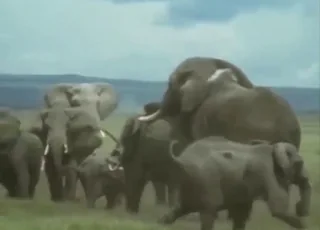 بڑا ہاتھ اور زو سکس