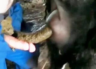 Horny black dog fucks a horny zoophile from behind