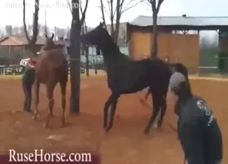 Horses fucking each other in the open air