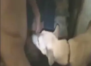 brun hund blir knullt i rumpa av en mann