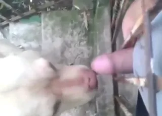 狗正用舌头舔着硬邦的鸡巴