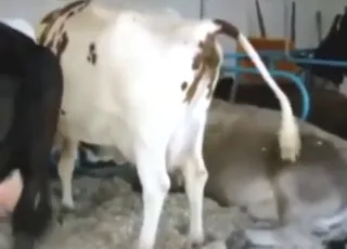 curvy zoophile and athletic animals having dirty fun